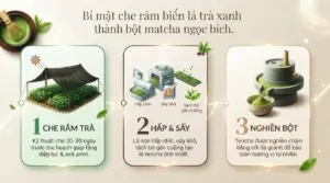 Matcha có phải trà xanh không và cách phân biệt chính xác