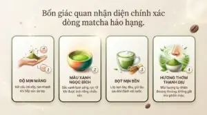 Matcha có phải trà xanh không và cách phân biệt chính xác