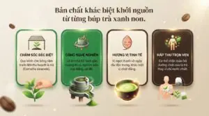 Matcha có phải trà xanh không và cách phân biệt chính xác