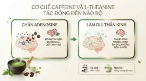 Uống matcha có mất ngủ không? Cách thưởng thức trọn vẹn cho sức khỏe